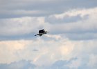Blauwe reiger (grey heron) (Ardea cinerea) - Ogii Nuur 14-08-2016 (2)